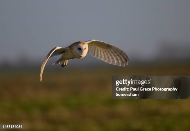 barn owl (tyto alba) in flight at dusk - bird uk bird of prey stock pictures, royalty-free photos & images