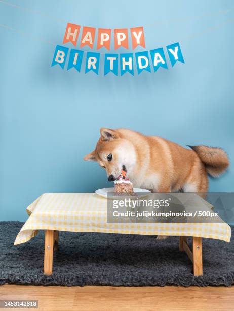 shiba inu puppy is eating his birthday cake,latvia - birthday flag stock pictures, royalty-free photos & images