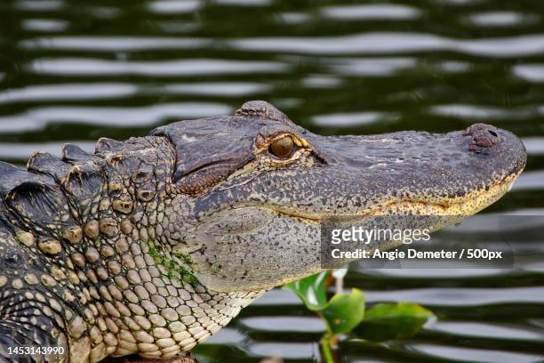 close-up of crocodile in lake,delray beach,florida,united states,usa - delray beach bildbanksfoton och bilder