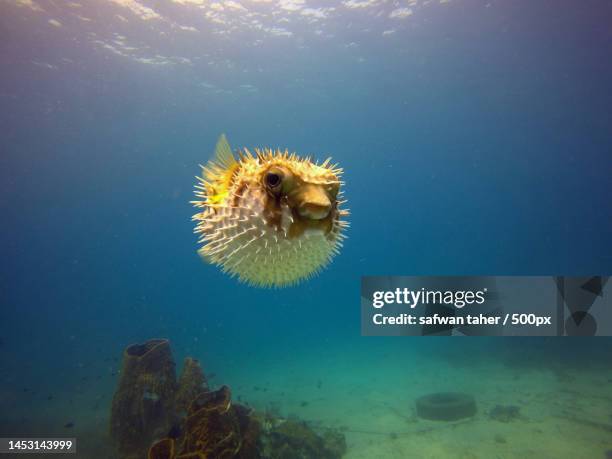 close-up of jellyfish swimming in sea,malaysia - borste stock-fotos und bilder