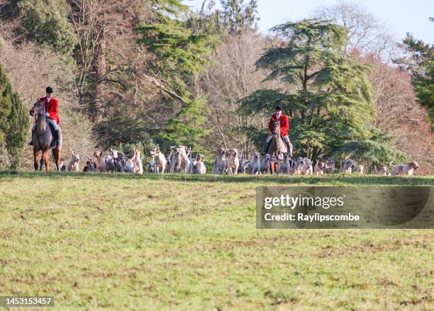 huntmaster verlässt mit dem rudel hunde beim jährlichen boxing day treffen von the vale of the white horse hunt im cirencester park, cirencester - domesticated silver fox stock-fotos und bilder