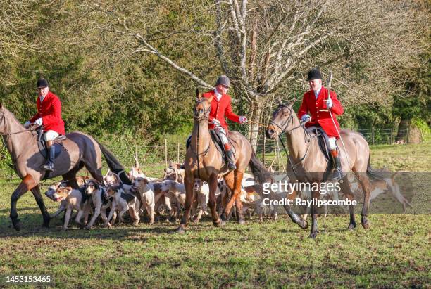 huntmaster departing with the pack of hounds at the annual boxing day gathering of the vale of the white horse hunt in cirencester park, cirencester - foxhound stock pictures, royalty-free photos & images