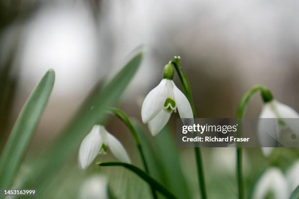 snowdrops flowering in february - fraser stock pictures, royalty-free photos & images