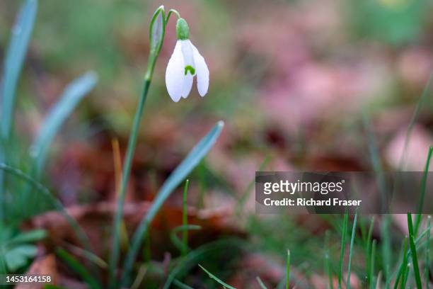 snowdrops flowering in february - fraser stock pictures, royalty-free photos & images