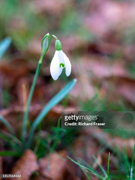 snowdrops flowering in february - fraser stock pictures, royalty-free photos & images