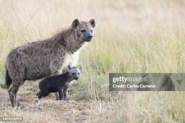 spotted hyena (crocuta crocuta) adult and cub watching over den - raubtier stock-fotos und bilder