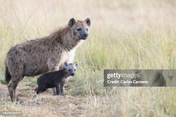 spotted hyena (crocuta crocuta) adult and cub watching over den - cub stock pictures, royalty-free photos & images