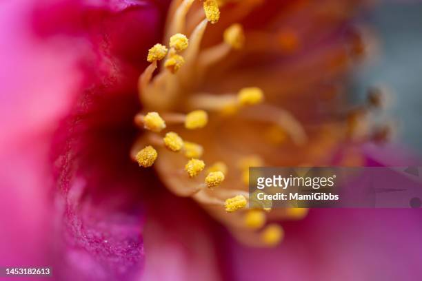 camellia flowers taken with macro photography - parte da flor - fotografias e filmes do acervo