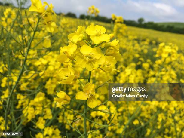 Rapeseed blooms in a field near Bath, on May 7, 2017 in Somerset, England.