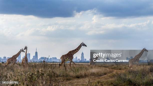 herd of masai giraffe (giraffa camelopardalis tippelskirchi) with nairobi skyline - 荒野保護區 個照片及圖片檔