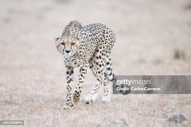 cheetah (acinonyx jubatus) stare - gepardenfell stock-fotos und bilder