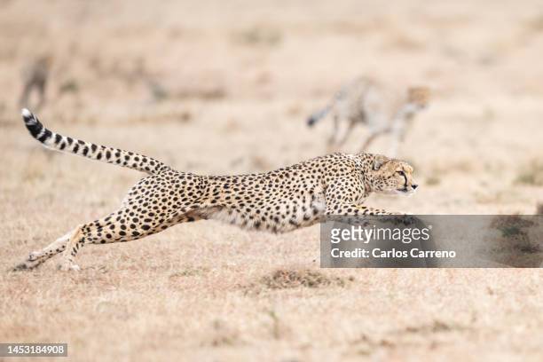 cheetah (acinonyx jubatus) running - gepardenfell stock-fotos und bilder