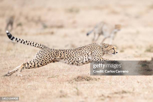 cheetah (acinonyx jubatus) running - cheetah running stock pictures, royalty-free photos & images