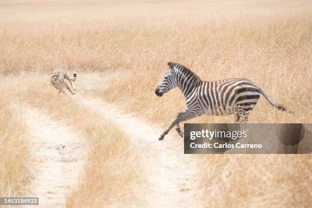 cheetah (acinonyx jubatus) hunting plains zebra (equus quagga) - cheetah print stock pictures, royalty-free photos & images