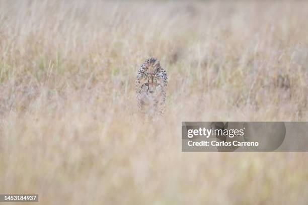 cheetah (acinonyx jubatus) approaching prey - gepardenfell stock-fotos und bilder