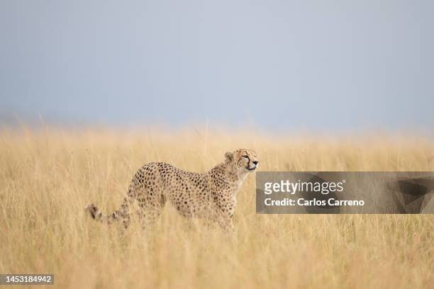 cheetah (acinonyx jubatus) scanning - gepardenfell stock-fotos und bilder