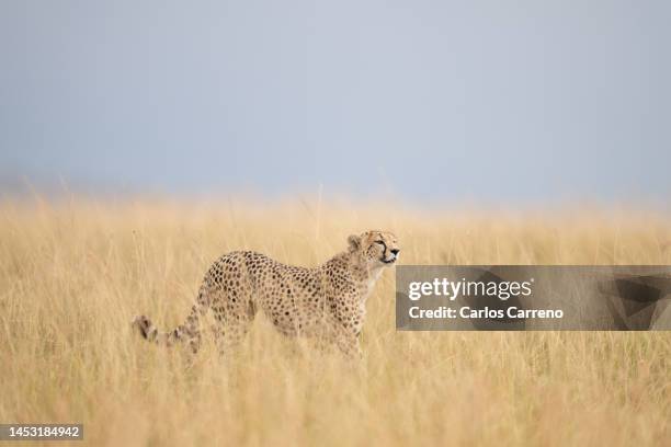 cheetah (acinonyx jubatus) scanning - cheetah print stock pictures, royalty-free photos & images