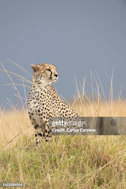 cheetah (acinonyx jubatus) portrait - gepardtryck bildbanksfoton och bilder