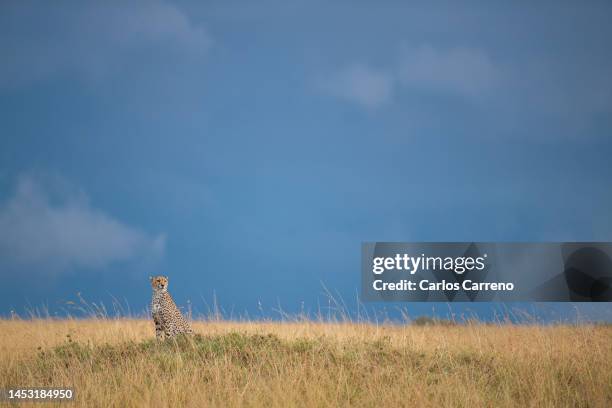 cheetah (acinonyx jubatus) with dramatic sky - luipaardprint stockfoto's en -beelden