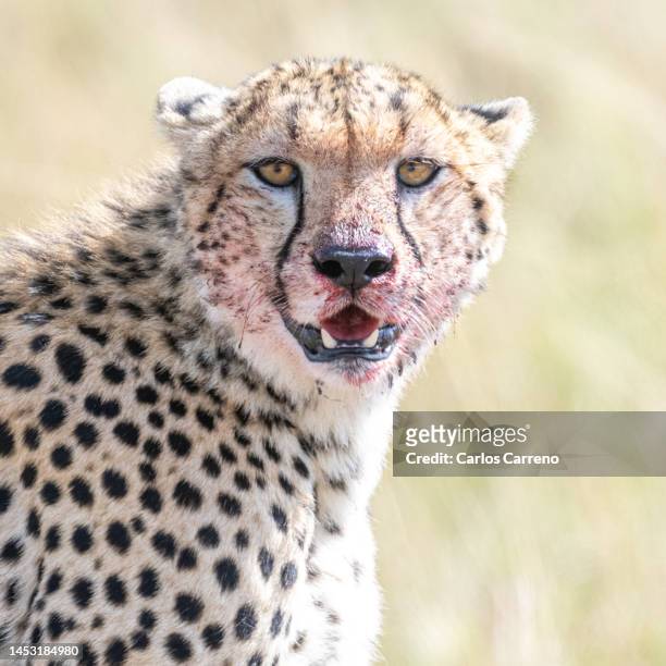 cheetah (acinonyx jubatus) portrait - gepardenfell stock-fotos und bilder