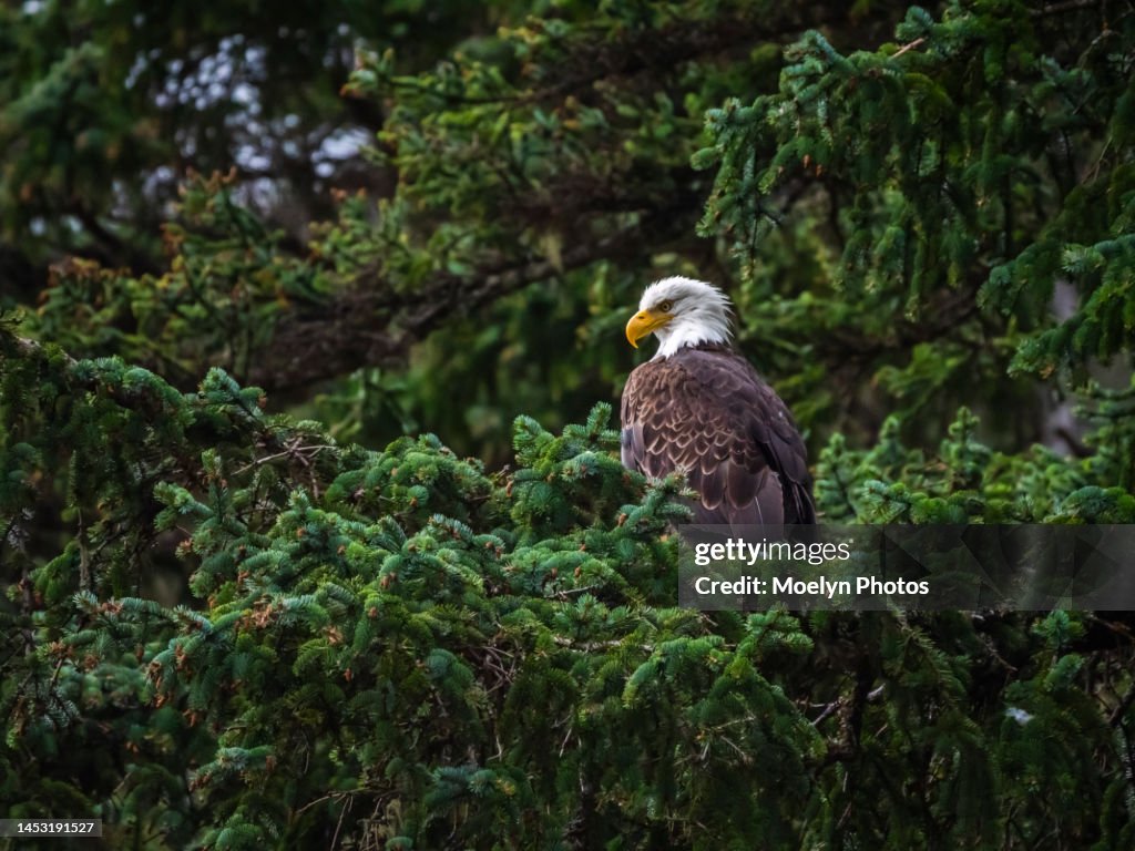 Eagle Perched on an Evergreen Tree