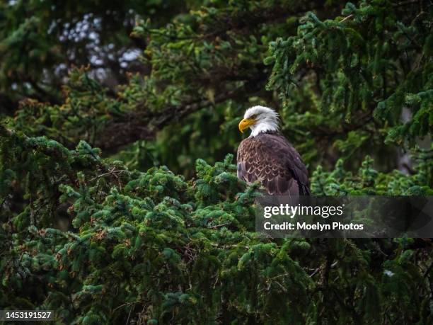 Eagle Spring Tree 3,235 Bald Eagle Tree Stock Photos, High-Res Pictures, and Images ...