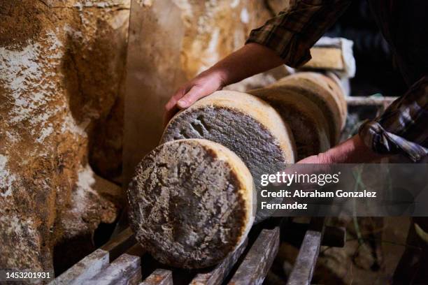 old hands grabbing a artisan cheese curing in a cave - queso español fotografías e imágenes de stock