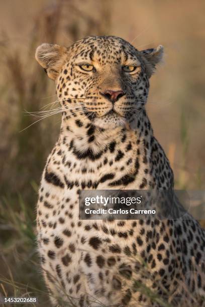 Leopard In. H 6,744 Beautiful Leopard Stock Photos, High-Res Pictures, and Images ...