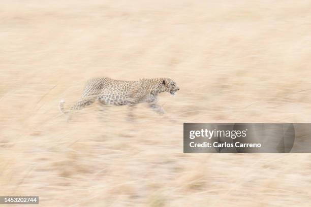 Normal Leopard 62 978 Leopard Photos et images haute résolution - Getty Images