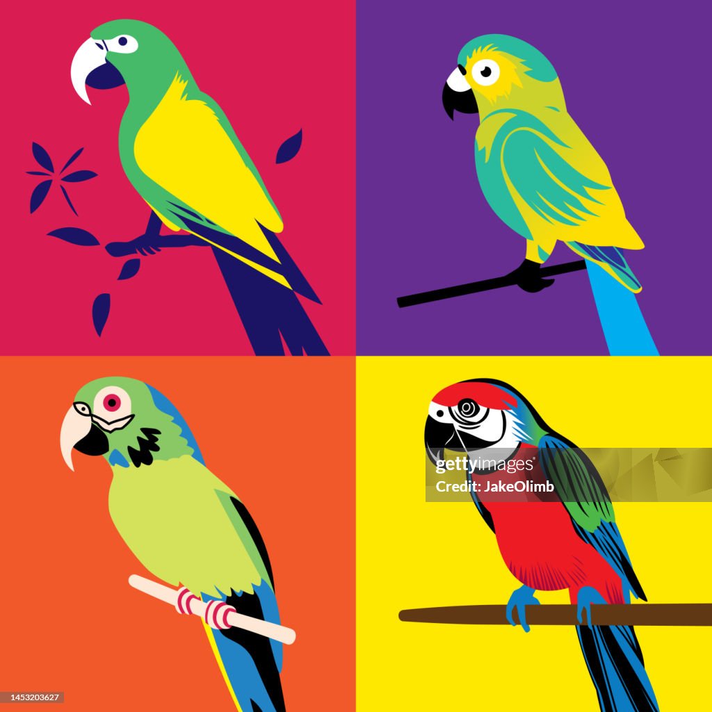 Parott Vector Parrot Illustration Set High-Res Vector Graphic - Getty Images