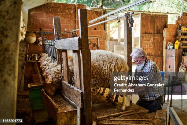 aged men milking sheeps in a barn - euter stock-fotos und bilder