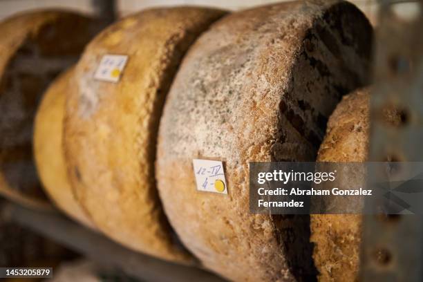 numbered cheeses on shelves on a farm - parmesan stock-fotos und bilder