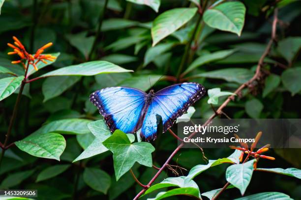 blue morpho butterfly on leaves - morpho butterfly stock-fotos und bilder