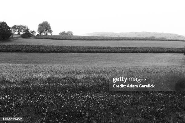 corn grows in the plush farmland of new york state - rural new york state stock pictures, royalty-free photos & images