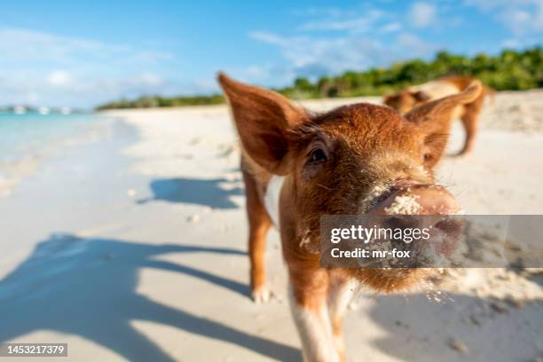 cerdito bebé en la playa de cerdos nadadores en staniel cay, bahamas - cerdo fotografías e imágenes de stock