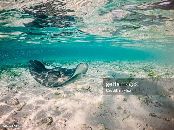 underwater picture of a stingray lifting its wings with clear water surface - stingray stock pictures, royalty-free photos & images