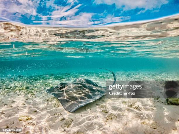 half underwater picture of a stingray - stingray stock pictures, royalty-free photos & images