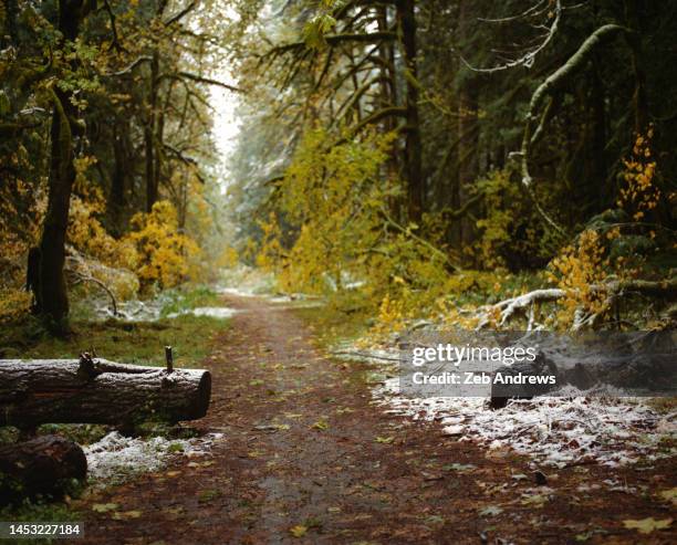 stretch of trail through a forest near zigzag, oregon - mt hood national forest - fotografias e filmes do acervo