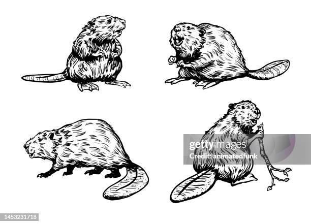 illustrazioni stock, clip art, cartoni animati e icone di tendenza di illustrazioni di castori - beaver