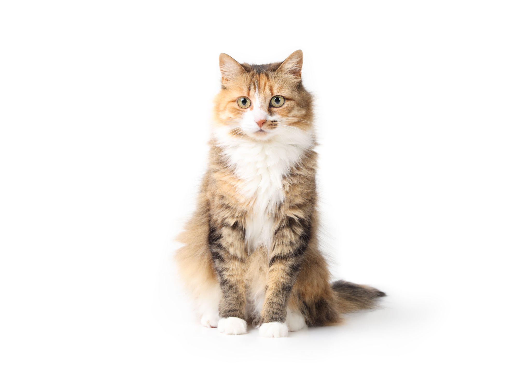 happy cat