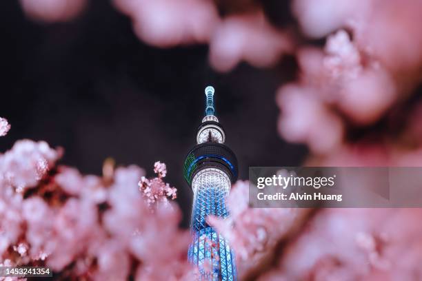 the pink cherry blossoms that bloom in spring and the tokyo skytree tower shine at night. - tokyo prefecture stock pictures, royalty-free photos & images