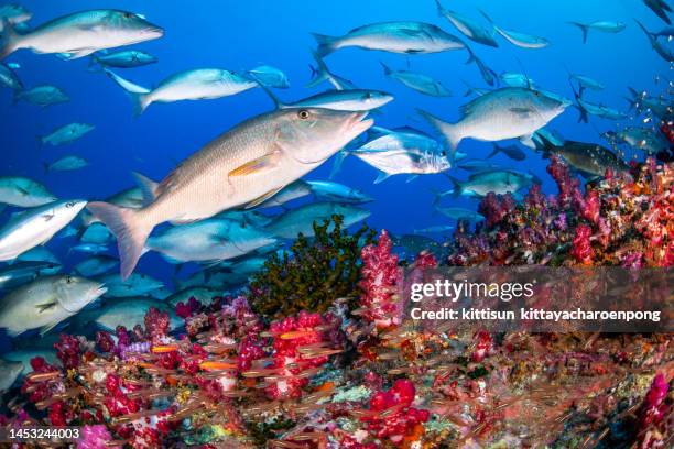 school of long-nosed emperor fish - jack fish stock pictures, royalty-free photos & images