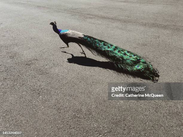 portrait of peacock on the run in puerto rico - tail fin bildbanksfoton och bilder