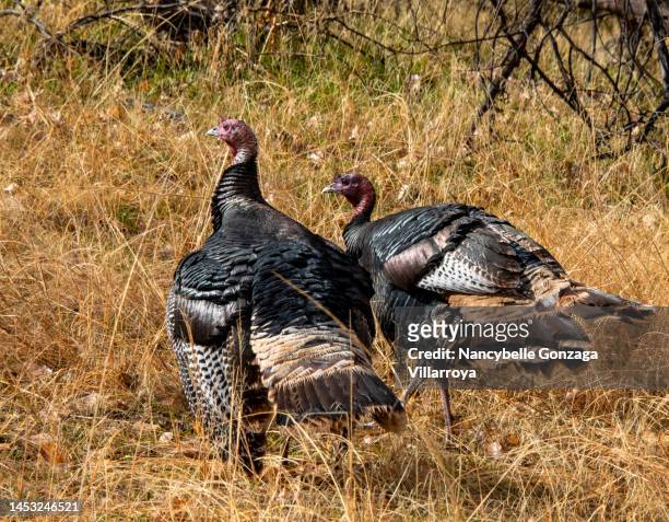 two strutting wild turkeys - turkey hunting fotografías e imágenes de stock
