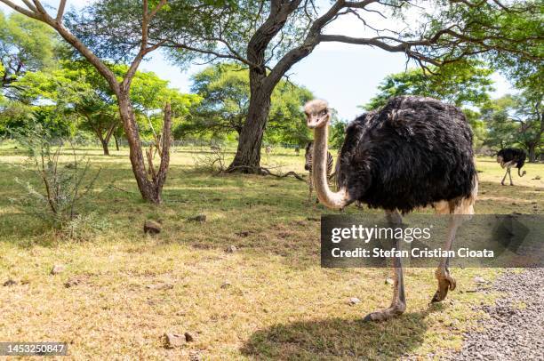 ostrich in mauritius africa - long neck animals fotografías e imágenes de stock