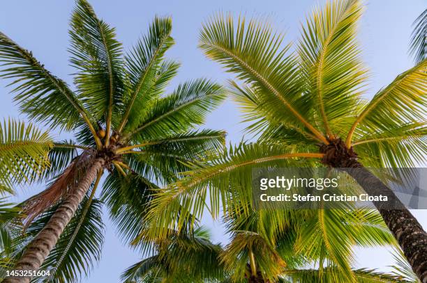 under palm trees in mauritius africa - palm tree stock pictures, royalty-free photos & images