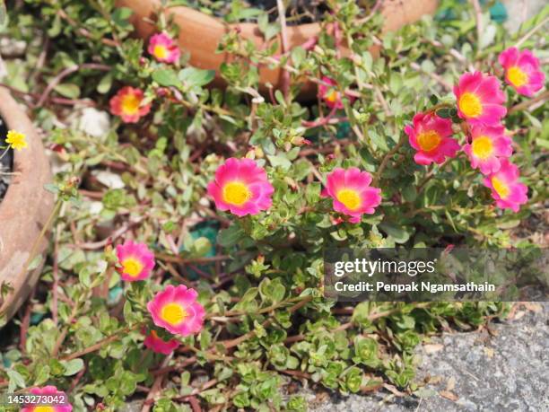 common purslane, verdolaga, pigweed, little hogweed, pusley pink flower - portulak stock-fotos und bilder