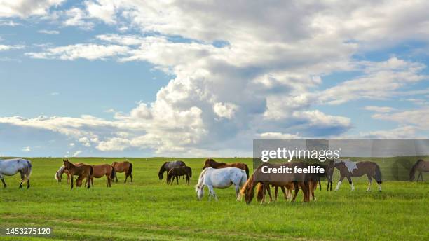 horses on the grassland and prairie - steppe stock pictures, royalty-free photos & images