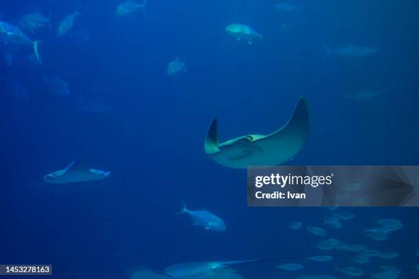close-up of stingrays swimming in sea - stingray fotografías e imágenes de stock