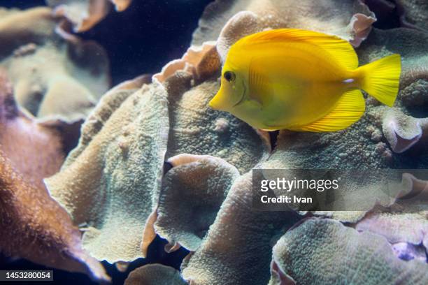 close-up of yellow tropical  fish swimming in sea - pesce farfalla foto e immagini stock